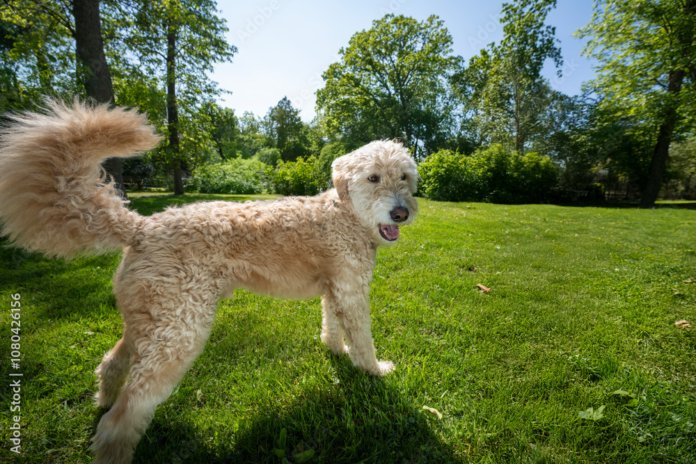 Golden Doodle getting ready to run on the lawn Golden Doodle getting ready to run on the lawn