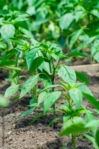 Young pepper plants growing in a lush, green garden bed.