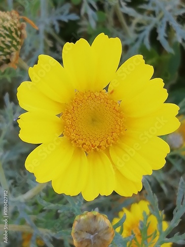 Anacyclus radiatus. Camomila loca. Manzanilla loca. 