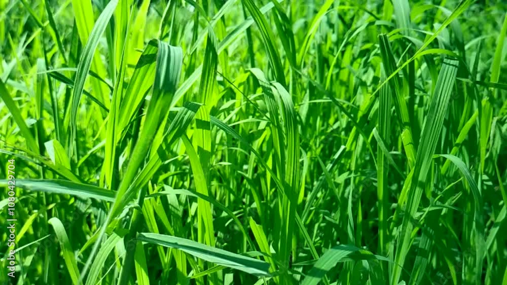 Slow swaying of long leaves of wild meadow plants in a city walking park close-up. Calming footage Slow swaying of long leaves of wild meadow plants in a city walking park close-up. Calming footage