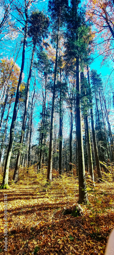 Fototapeta premium Landscapes - Forest - Europe, Romania, Suceava region