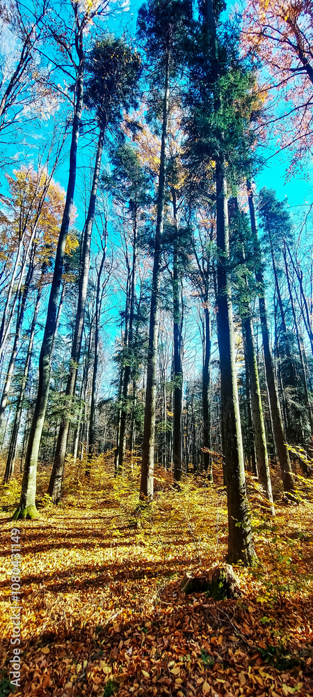 Obraz premium Landscapes - Forest - Europe, Romania, Suceava region