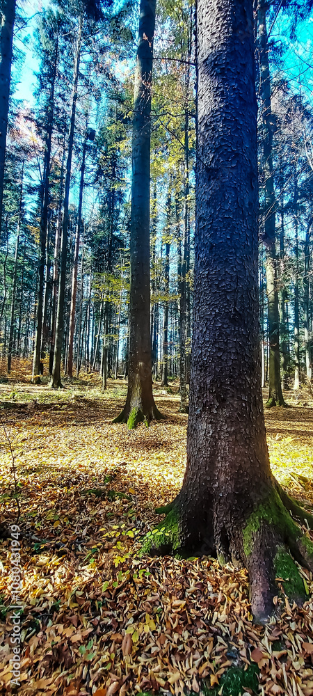 Landscapes - Forest - Europe, Romania, Suceava region Landscapes - Forest - Europe, Romania, Suceava region