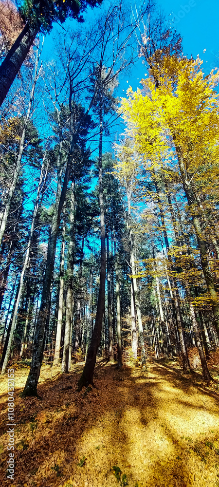 Fototapeta premium Landscapes - Forest - Europe, Romania, Suceava region