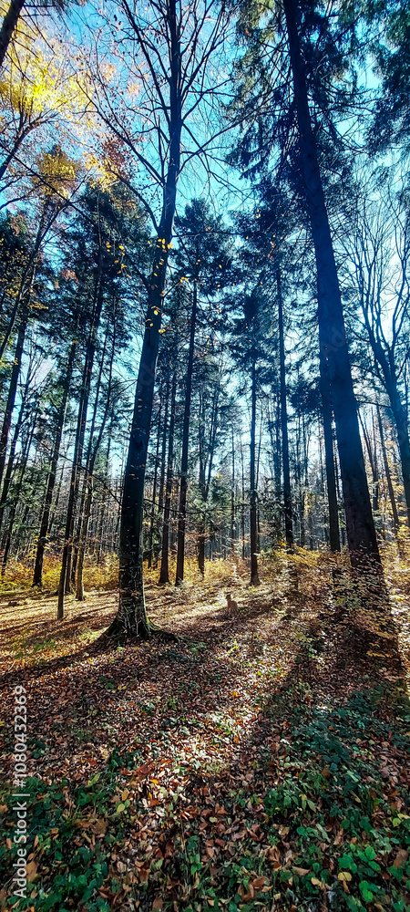Obraz premium Landscapes - Forest - Europe, Romania, Suceava region