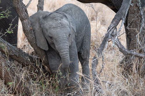 African elephant calf attempting to push over a shrub by leanign agains it with his shoulder