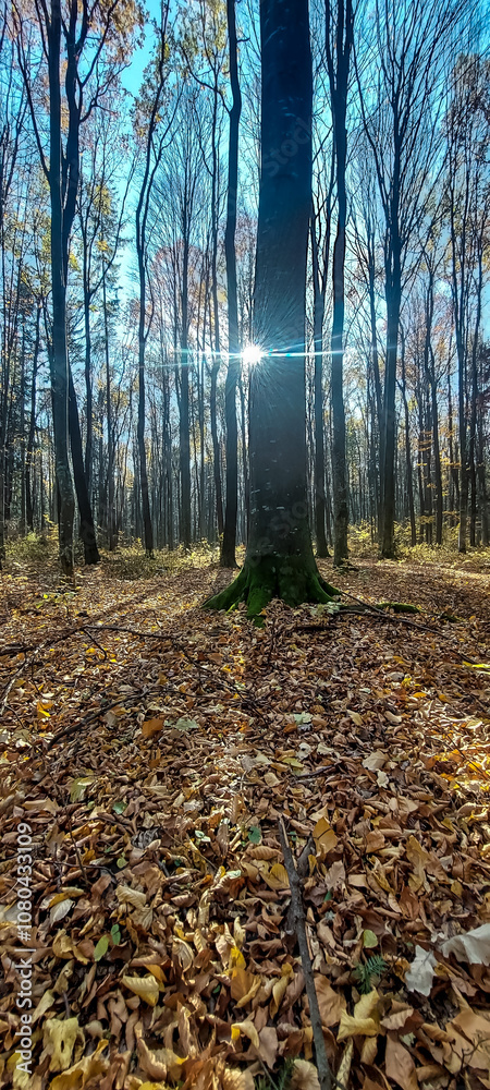 Obraz premium Landscapes - Forest - Europe, Romania, Suceava region