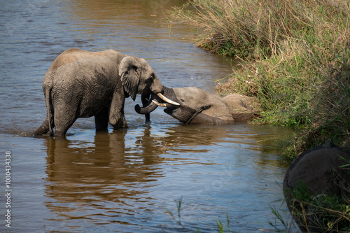 Two young African elephants jostling playfully in the shallow of the riverbed  photo