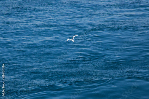 Bird flying over the ocean