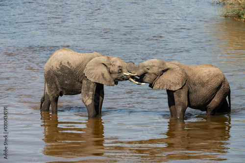 Two young African elephant bulls sparring playfully as they enjoy being partly submerged in the shallow river water