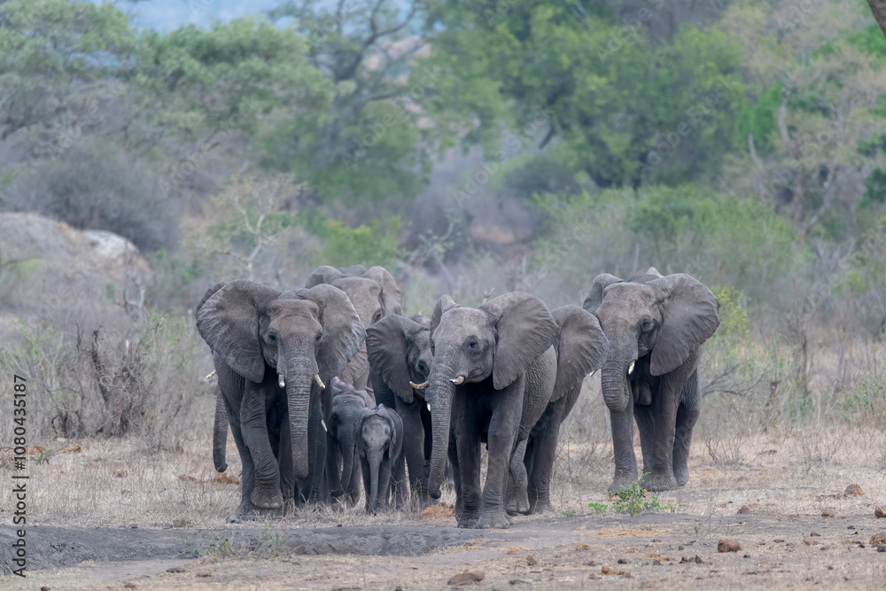 Fototapeta premium African elephant herd emerging out of the distance as they rush towards a waterhole to quench their thirst