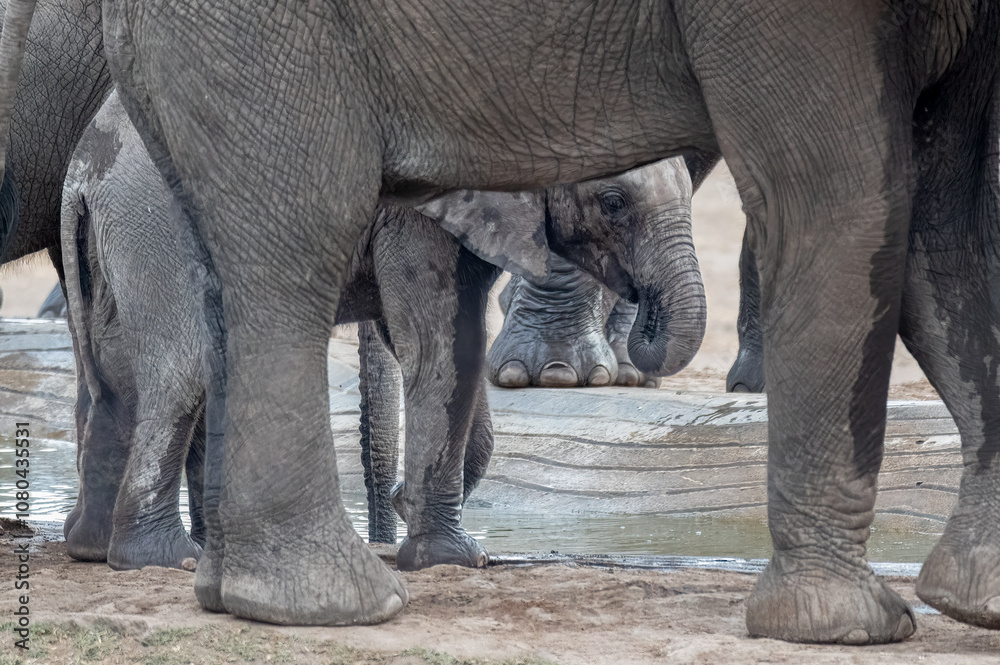 Fototapeta premium African elephant calf hidden behind the herd members for protection while drinking at a waterhole.
