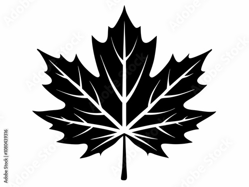 Detailed black and white maple leaf illustration