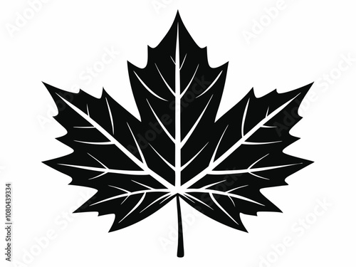 Detailed black and white maple leaf illustration