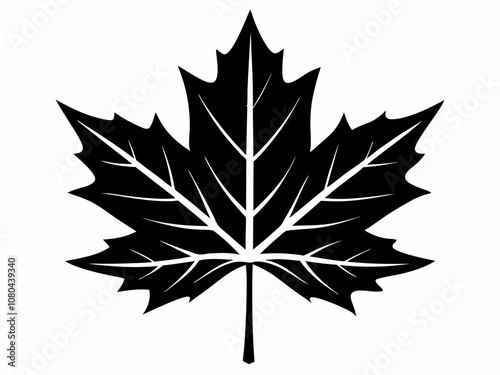 Detailed black and white maple leaf illustration