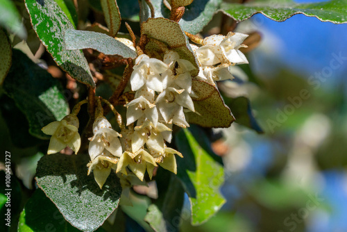 Close up of Oleaster Hedge flowers (Elaeagnus ebbingei) in autumn photo