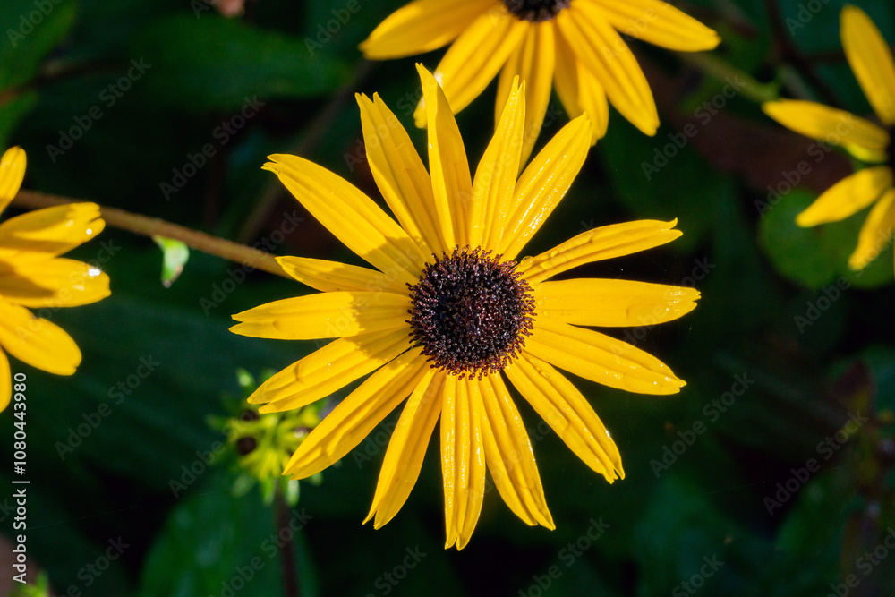 Flower of black-eyed Susan (Rudbeckia hirta) with morning dew photographed from above Flower of black-eyed Susan (Rudbeckia hirta) with morning dew photographed from above