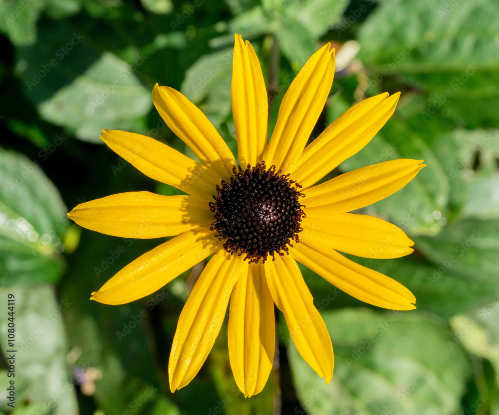 Flower of black-eyed Susan (Rudbeckia hirta) photographed from above Flower of black-eyed Susan (Rudbeckia hirta) photographed from above
