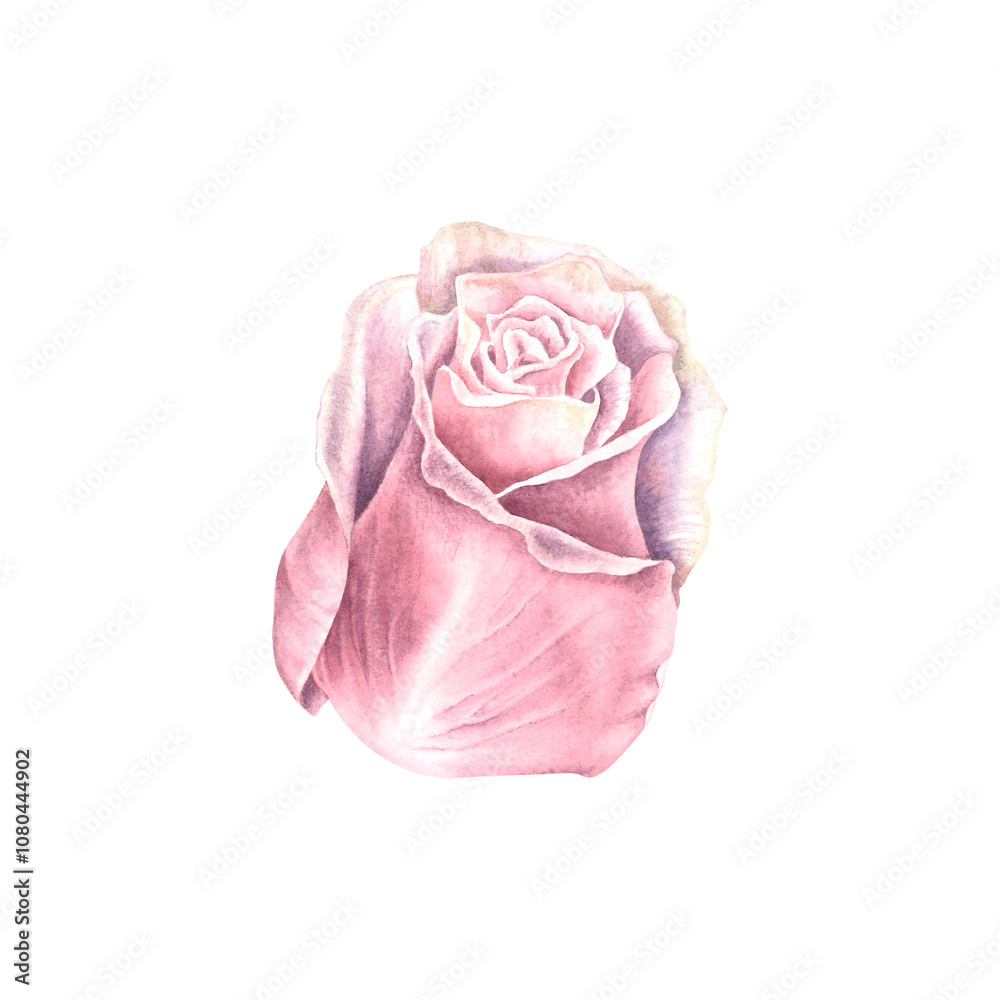 Fototapeta premium Rose flower in delicate pastel purple color. Hand drawn watercolor illustration of plant with petals on isolated background. Floral drawing for greeting cards, wedding invitations. Botanical element.