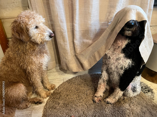 Принти на полотні Two dogs sitting, one playing hide and seek behind a curtain
