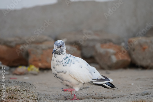 Beautiful Pigeon Resting Near Construction Site, White Pigeon Perched on Brick in Morning Light, Peaceful Pigeon in a Calm Urban Setting, White Pigeon Creating Nest in Building Area Stock Photo. photo