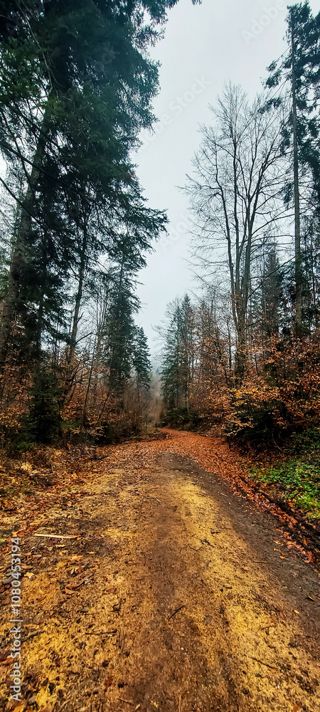 Landscapes - Forest - Europe, Romania, Suceava region Landscapes - Forest - Europe, Romania, Suceava region