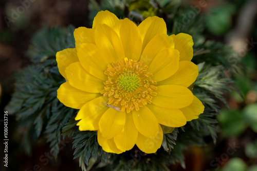 Obraz na płótnie A yellow adonis flower with a green core