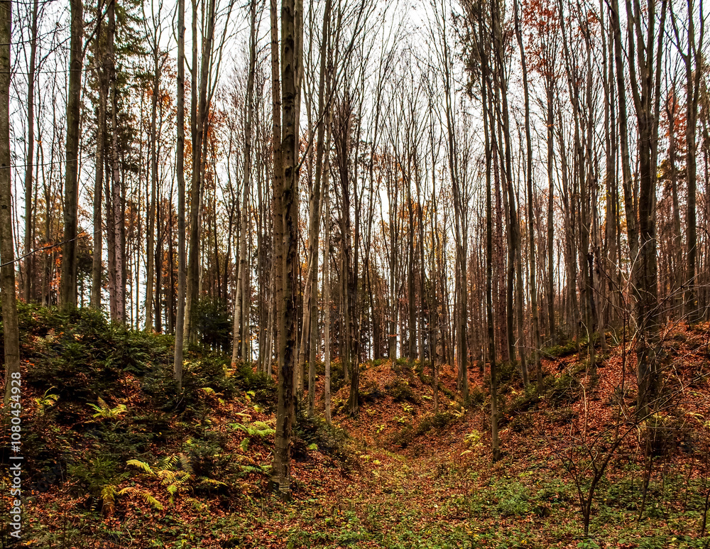 Obraz premium Landscapes - Forest - Europe, Romania, Suceava region