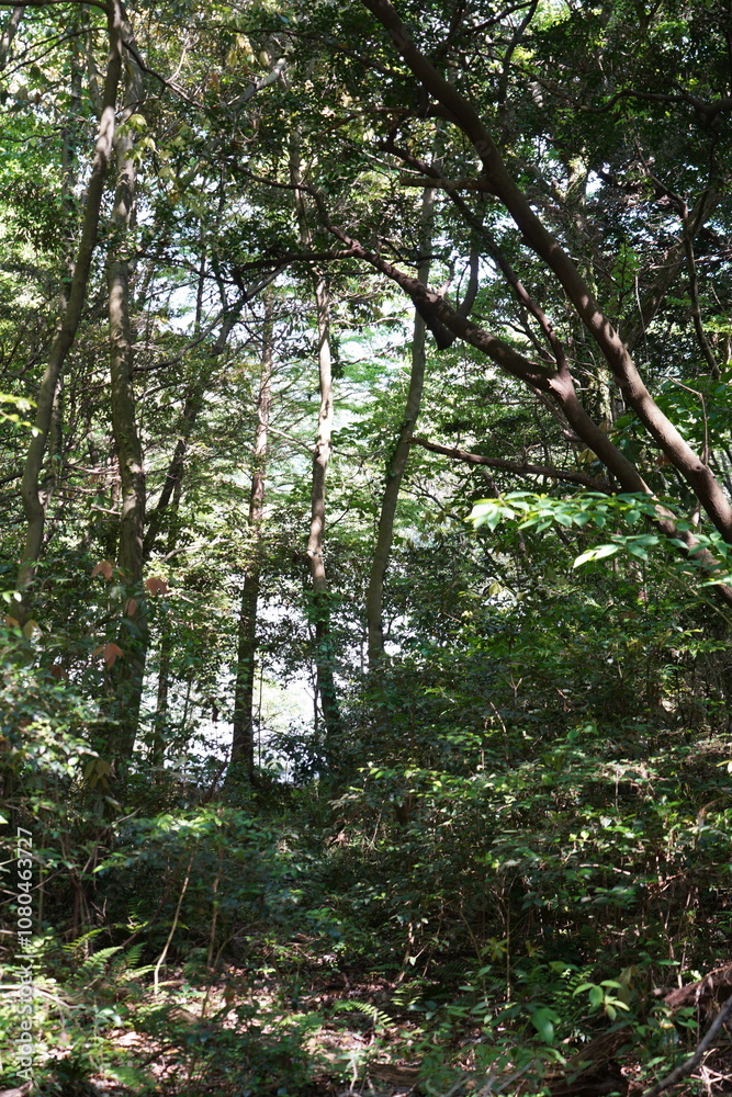 Fototapeta premium 樹海