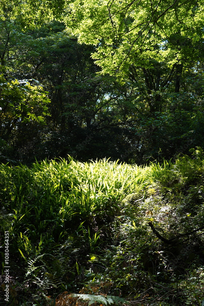 Fototapeta premium 樹海