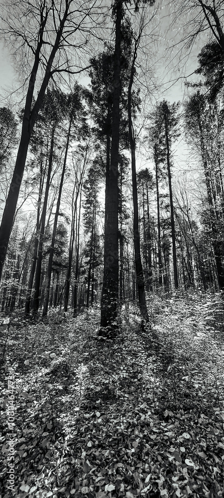 Naklejka premium Landscapes - Forest - Europe, Romania, Suceava region