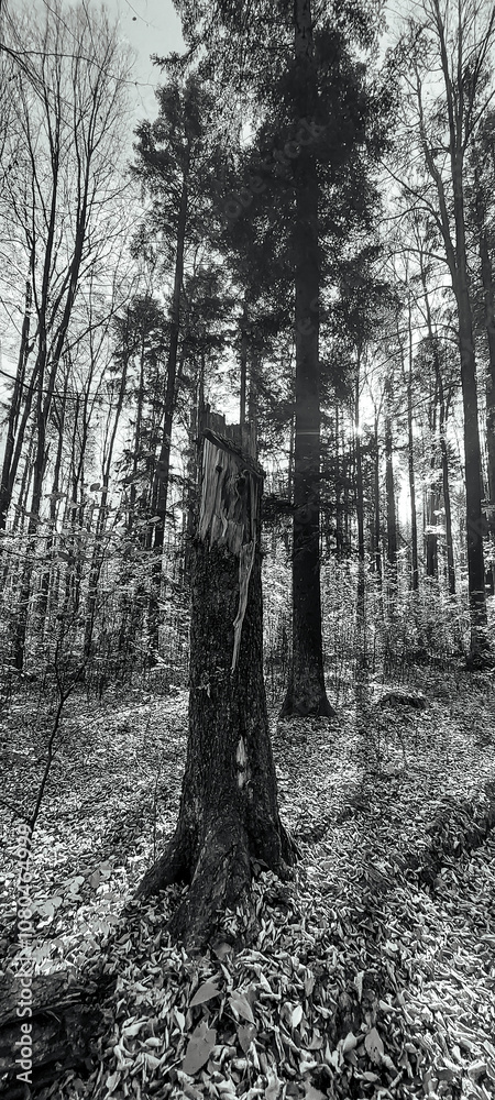 Naklejka premium Landscapes - Forest - Europe, Romania, Suceava region