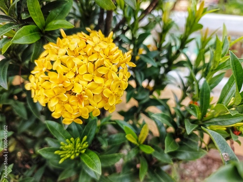 beautiful yellow soka ixora flower blooming at garden. stockfoto photo