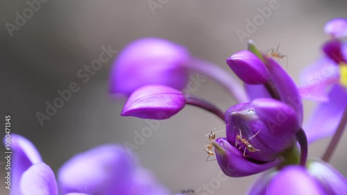  Tiny weaver ants are bees are flying around the purple ground orchid and eating honey