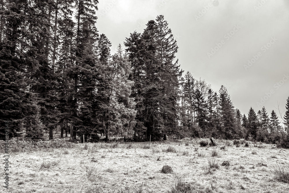 Landscapes - Forest - Europe, Romania, Suceava region Landscapes - Forest - Europe, Romania, Suceava region