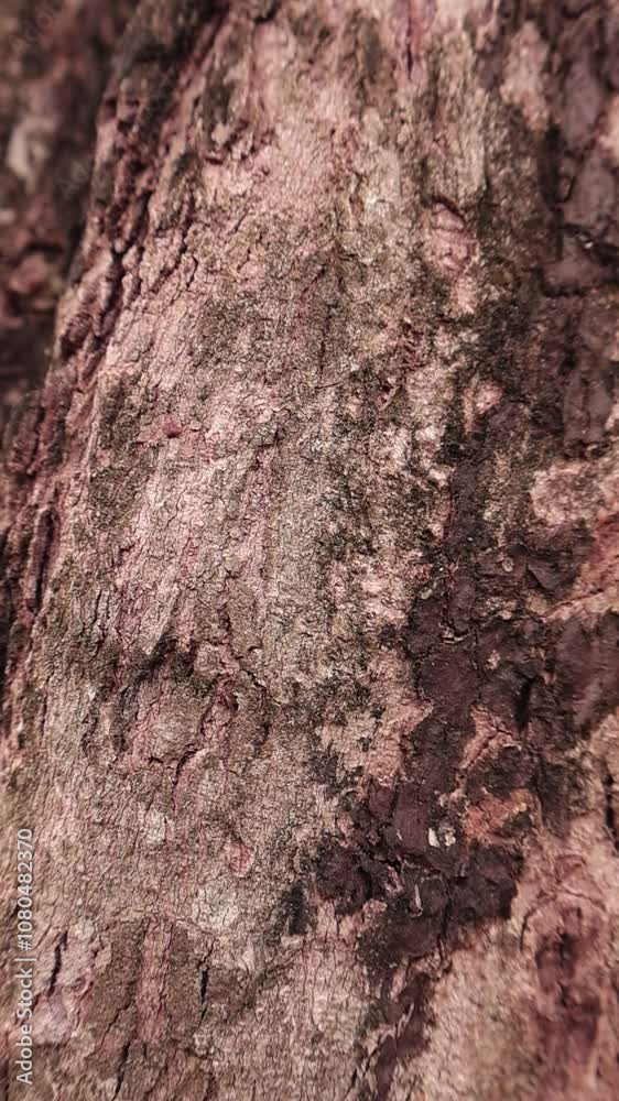Red ant walking on tree