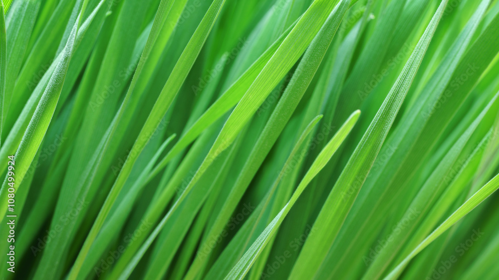 Close-up macro nature exotic bright green grass leave texture tropical plant abstract background.Curve leaf floral botanical desktop wallpaper,website cover backdrop. Close-up macro nature exotic bright green grass leave texture tropical plant abstract background.Curve leaf floral botanical desktop wallpaper,website cover backdrop.