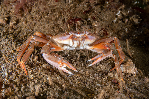 Swimming crab, also known as Harbor crab, named after the species Polybius depurator