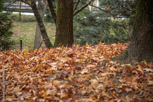 A tranquil autumn scene of a park with trees surrounded by a dense layer of fallen brown leaves, showcasing the beauty of the season with warm tones and a serene atmosphere. Matosinhos, Portugal