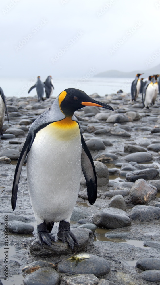 Fototapeta premium King penguin (Aptenodytes patagonicus) at Salisbury Plain, South Georgia Island