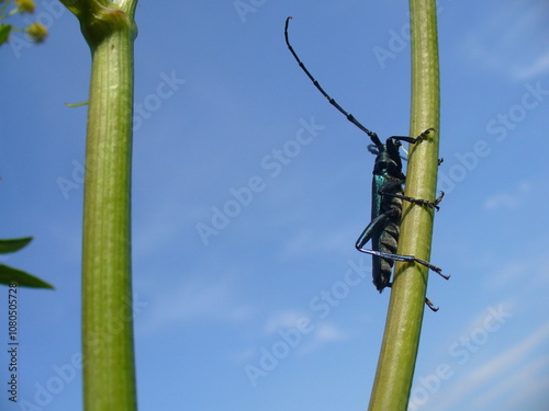 Musk beetle, Aromia moschata on green stem of plant Dill, Anethum graveolens on sunny weather with blue sky - close-up. Topics: garden, vegetation, flora, fauna, insect, season, macro, spring, summer