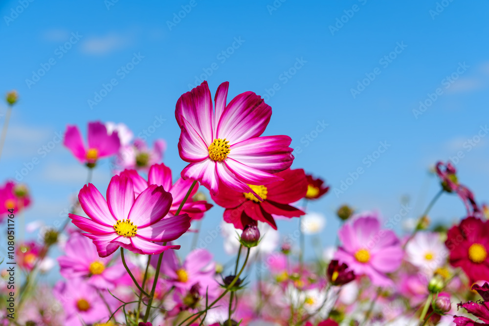 Bright pink cosmos flowers against a clear blue sky Bright pink cosmos flowers against a clear blue sky