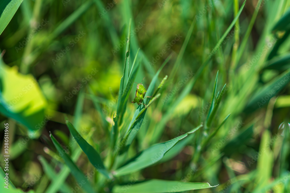 Small green grasshopper hiding in the grass Small green grasshopper hiding in the grass
