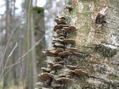 Trametes multicolored (Trametes versicolor) tinder mushroom, saprophyte on birch, turkey tail photo