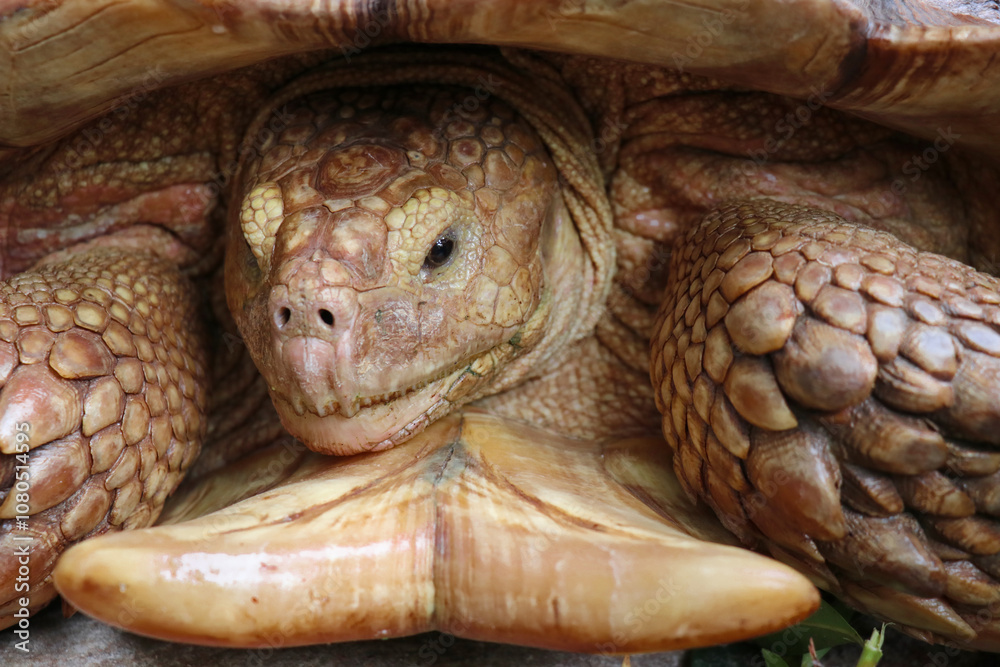 Giant Yellow-Footed Tortoise walking free on land. Big Turtles at the Zoo Giant Yellow-Footed Tortoise walking free on land. Big Turtles at the Zoo