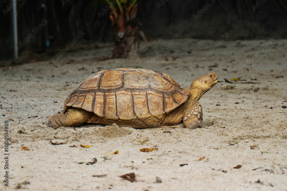 Fototapeta premium Big Turtles at the Zoo