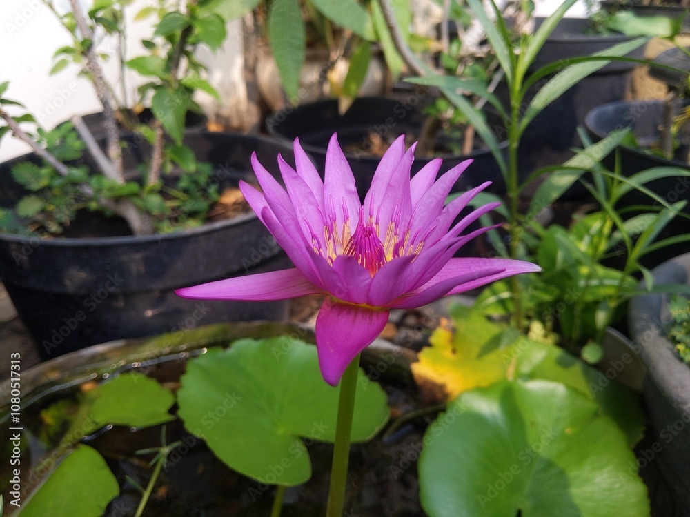 Pink Water Lily is blooming in Indonesia Pink Water Lily is blooming in Indonesia