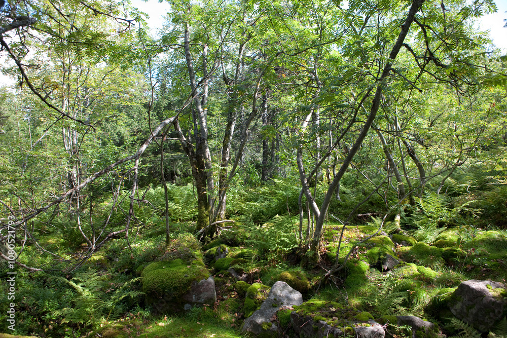 Fototapeta premium Russia Perm region taiga in autumn