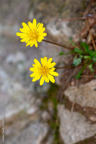 Macrophotographie de fleur sauvage - Pissenlit lisse - Taraxacum erythrospermum photo