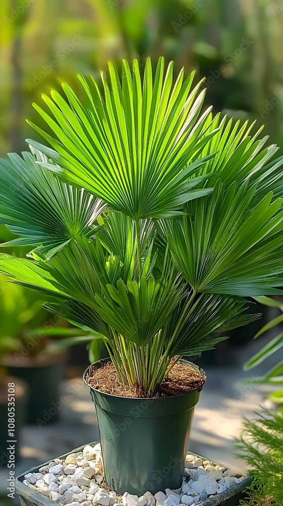 Photo Lush Green Mediterranean Fan Palm Plant in Pot